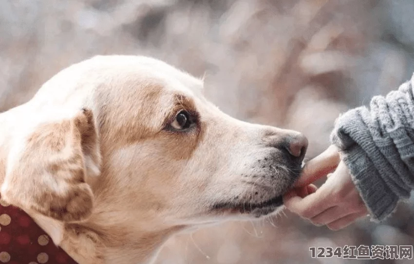 人or猪or狗《黄色国产》：影视探索中的武打片魅力，小说改编与评价交织的刺激体验。