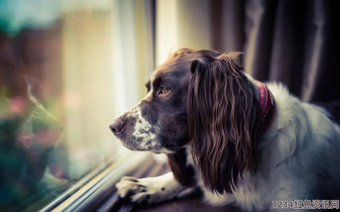 英忠犬的坚守，窗台远眺，年年如一日静候主人归