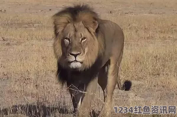 非洲津巴布韦狮王惨遭偷猎者的残忍杀害——偷猎悲剧与保护行动的思考