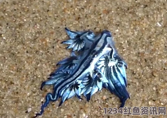 揭秘澳海滩奇特蓝色生物，大西洋海神的神秘现身（图文详解）