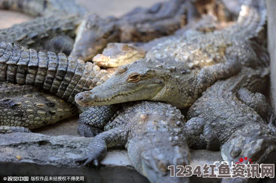 洪都拉斯鳄鱼场老板被捕引发关注，数千条鳄鱼生存危机浮出水面