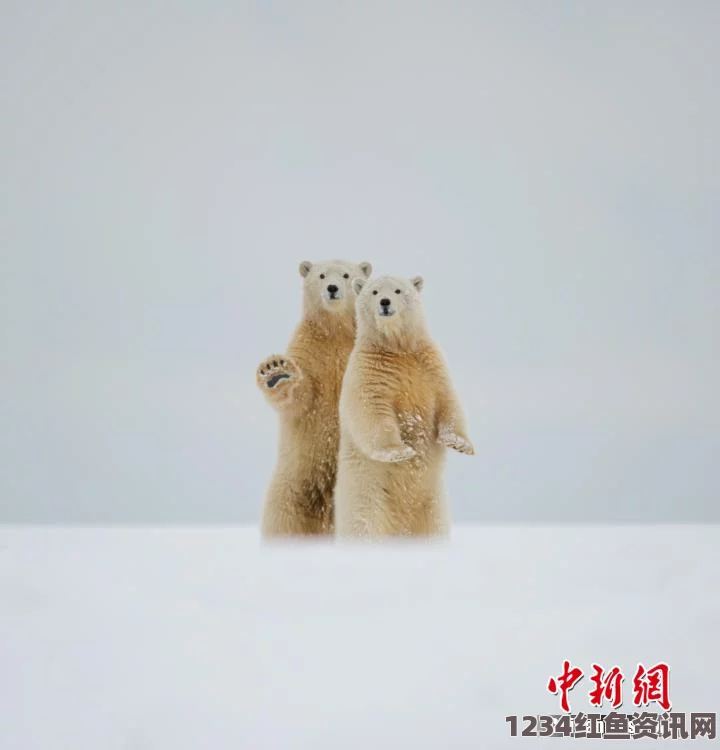 美国女药剂师阿拉斯加之旅，偶遇北极熊的奇妙招手