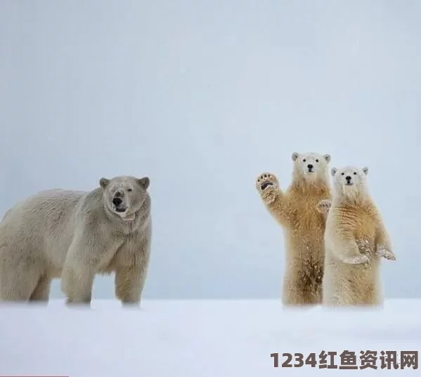 美国女药剂师游阿拉斯加，偶遇北极熊奇妙招手瞬间