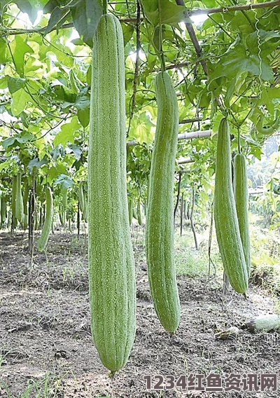 成人电影草莓秋葵香蕉丝瓜fulao2，这个标题结合了多种食材，令人好奇其背后的创意与风味，是一场视觉和味觉的盛宴。