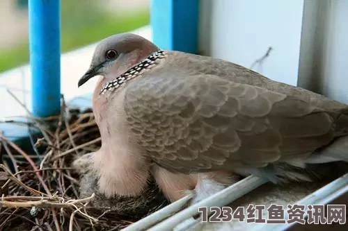 雏鸟幼儿小学生张婉莹，她如同初升的晨曦，带着纯真的梦想，展现出无限的童趣与潜力。