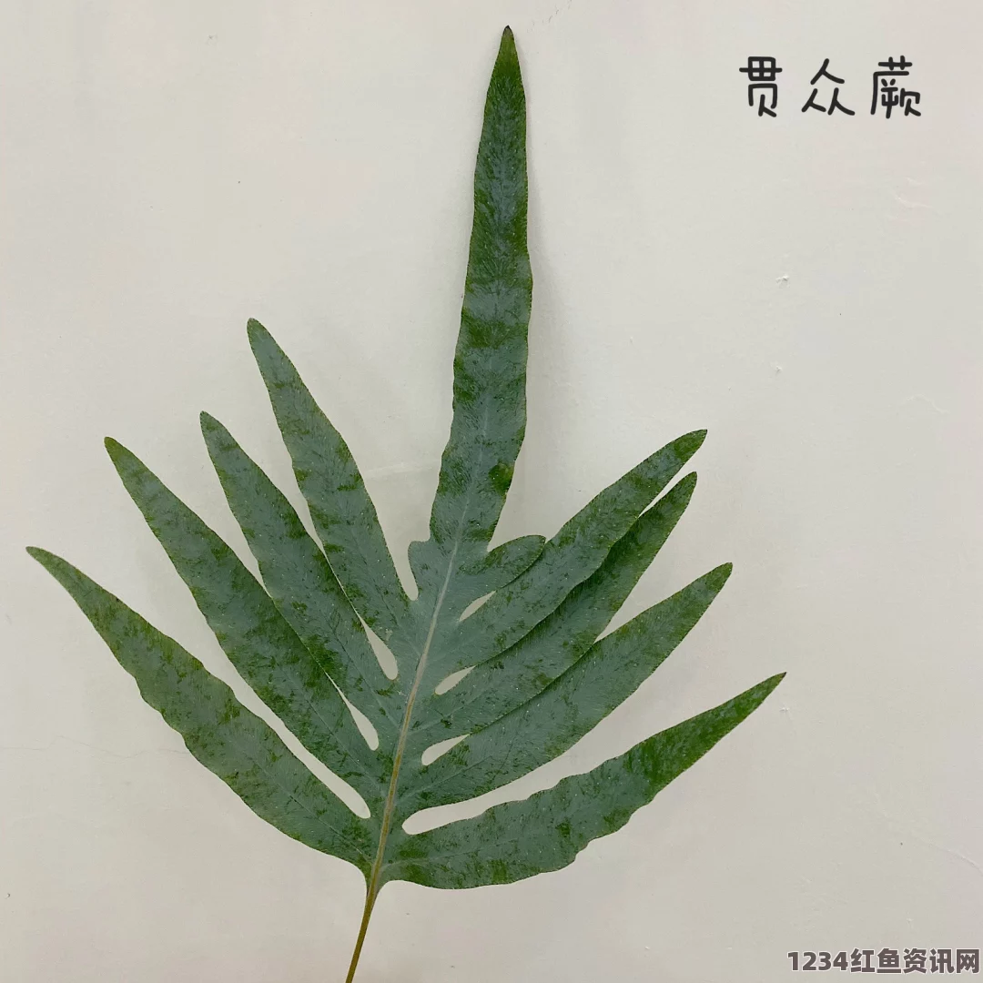 含羞草传媒旧版每天免费3次，提供了便利的观看选择，让用户能够享受精彩内容而无需担心付费压力。