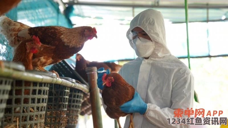 柬埔寨爆发H5N1禽流感疫情，鸭子大规模死亡事件引起关注