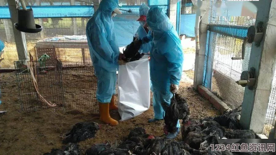 柬埔寨爆发H5N1禽流感疫情，鸭子大规模死亡