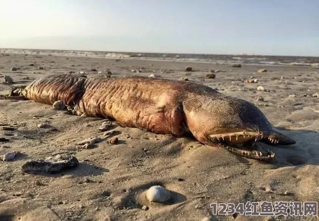 美国海滩发现巨型蓝鲸尸体，长达24米，惊现百吨级海洋生物遗体（附图）