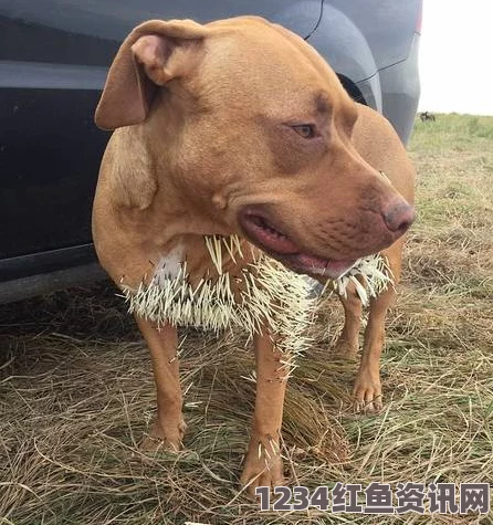 狗遭遇豪猪突袭，被扎满脸倒刺惊险瞬间——现场图片与救治纪实（组图）