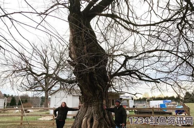 英国千年古树神秘变性，雌树果实显现，探寻自然奥秘（图文报道）