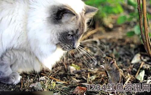 俄上演现实版猫和老鼠，杰瑞神级伪装仍被猫科高手识破并成功捕获（图）