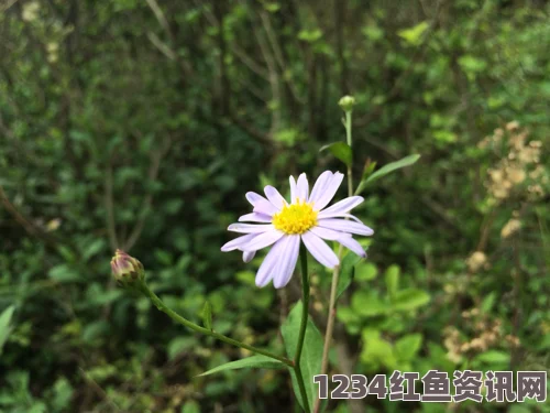 成人电影野花社区在线观看免费：这个平台提供了丰富多样的内容，让人们能够轻松找到感兴趣的分享，增强了在线社交的乐趣。