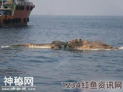 揭秘神秘海洋生物，希腊海岛惊现庞大海怪目击事件——图文详解