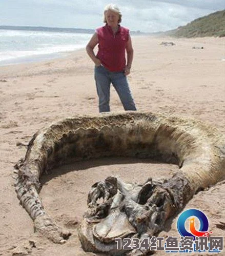 神秘海洋生物揭秘，希腊海岛惊现庞大海怪目击事件（图文）