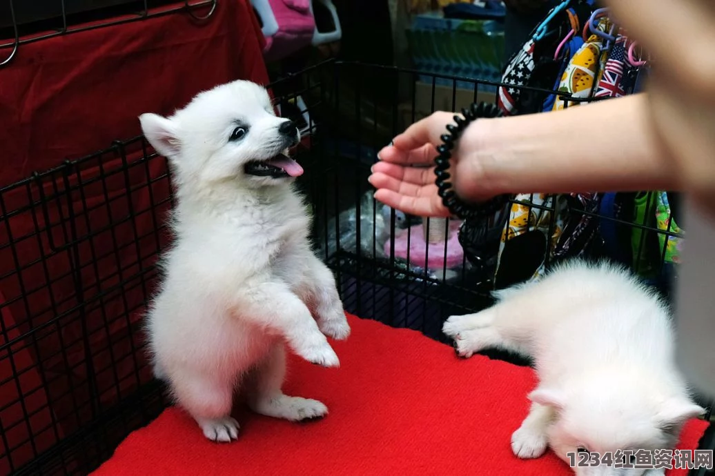 养什么动物可以日着玩：我认为小型犬、猫咪或者兔子都是不错的选择，它们活泼可爱，能带来无尽乐趣。