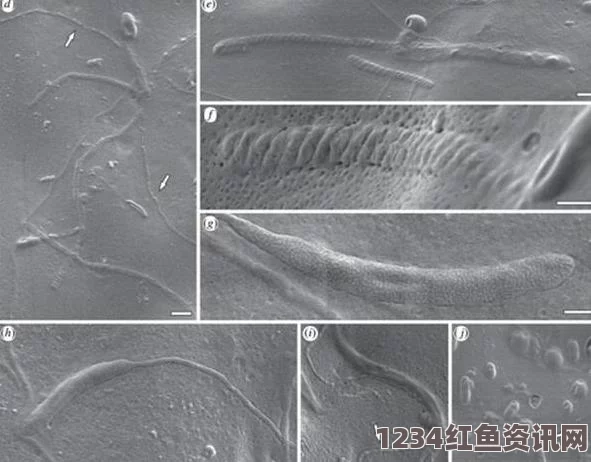南极洲发现世界最古老精子化石，揭示生命演化的重要线索，距今已有5000万年