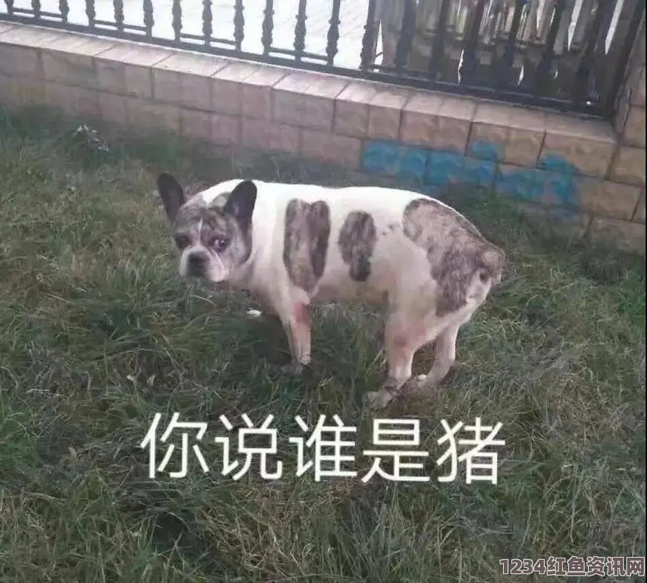 人or猪or狗bt 天堂中文在线官网，提供丰富的资源和便捷的访问体验，是许多用户寻找内容的首选平台。