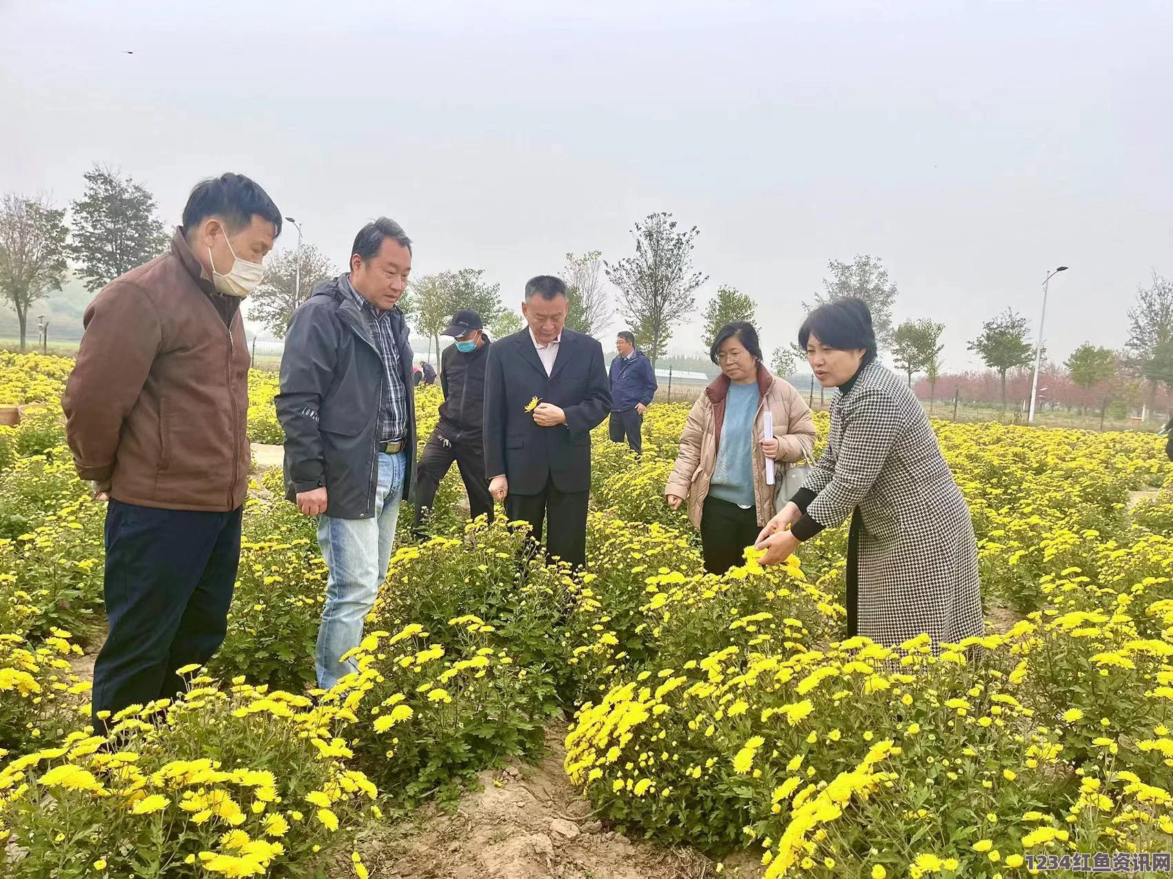 真实的国产乱XXXX在线四季调菊花眼再放生姜，探索药材搭配的奇妙之处，带来意想不到的健康效果。