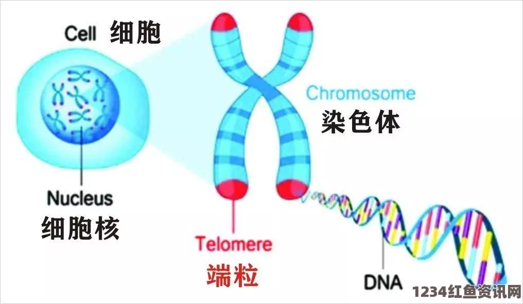 日本专家揭示，前沿科技引领抗衰老新纪元——让返老还童不再是梦想