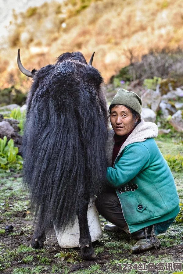 印度边境基础设施建设的挑战与应对策略，牧民的心声与未来选择