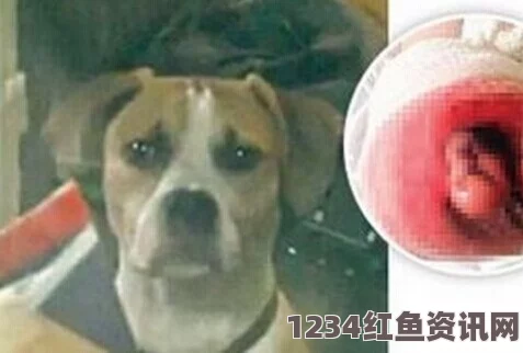 韩国男子脚趾离奇失踪案，宠物犬引发关注焦点