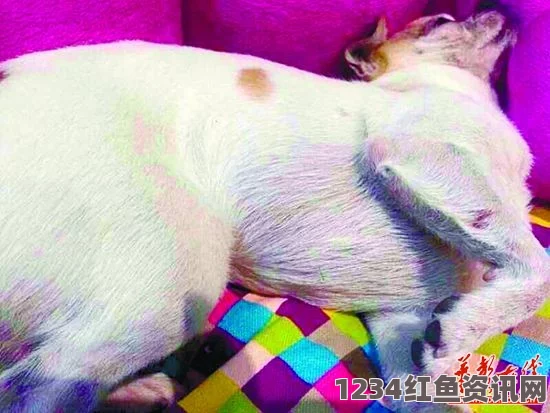 韩国男子脚趾离奇失踪案，宠物犬引发关注焦点