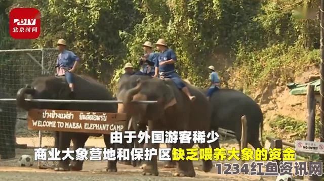 印度饥饿大象顺走游客手包，意外吞下银行卡金首饰——事件背后的反思与启示（图）