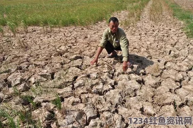 印度持续高温引发严重旱灾，逾两千人受灾死亡，降雨延迟之谜揭秘