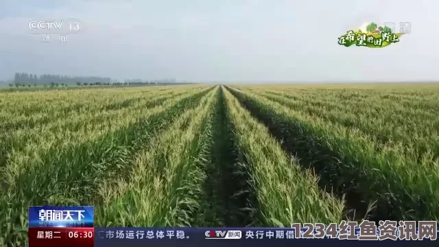 提高插秧效率的24种男女合作方法，助力水稻种植成功