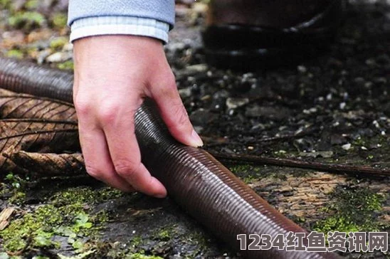 挪威多个城市遭遇罕见蚯蚓雨现象，专家揭示原因