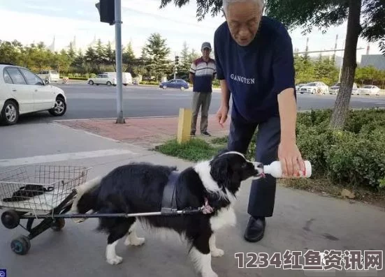 圣伯纳犬遛主人被活力四溢的狗狗拖着过马路，引发路人爆笑