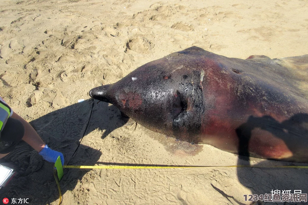 墨西哥海滩惊现大量海洋生物尸体，海豚海狮死亡事件谜团重重