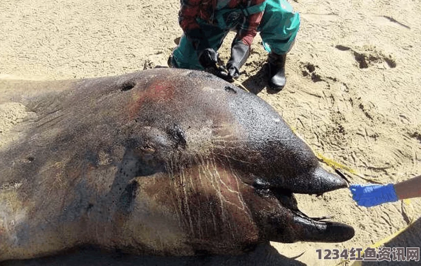 墨西哥海滩惊现大量海洋生物尸体，海豚与海狮死因成谜