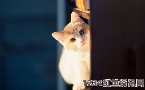 全新体验：猫咪地域网名入口下载，畅享独特互动乐趣