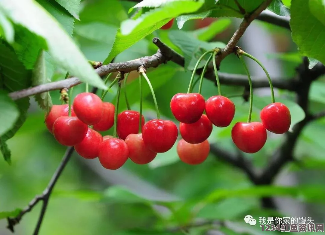 蜜汁樱桃林：妙妙的爱情旅程与最终归属揭秘