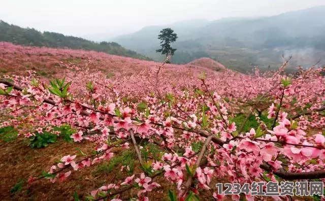 日本水蜜桃品种岭风：为何在国内外市场上大受欢迎的原因探析