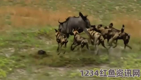 南非野生动物园猎捕瞬间，野狗挑战大一角马的激烈对决