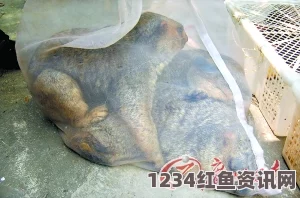 加拿大华裔男子藏匿51只乌龟过海关被查获，走私动物的警示事件