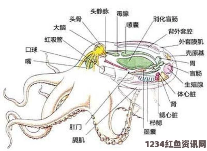 揭秘深海巨兽，巨型鱿鱼的解剖之旅与独特心脏构造揭秘