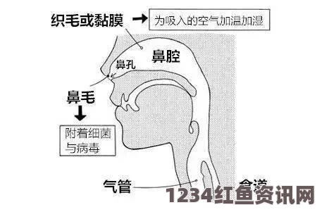 如何正确地张开嘴巴吸气：提升呼吸质量的英文指南