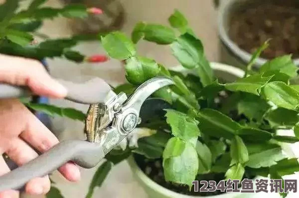 在床上如何提高植物扦插的成功率？72种有效扦插方法大揭秘