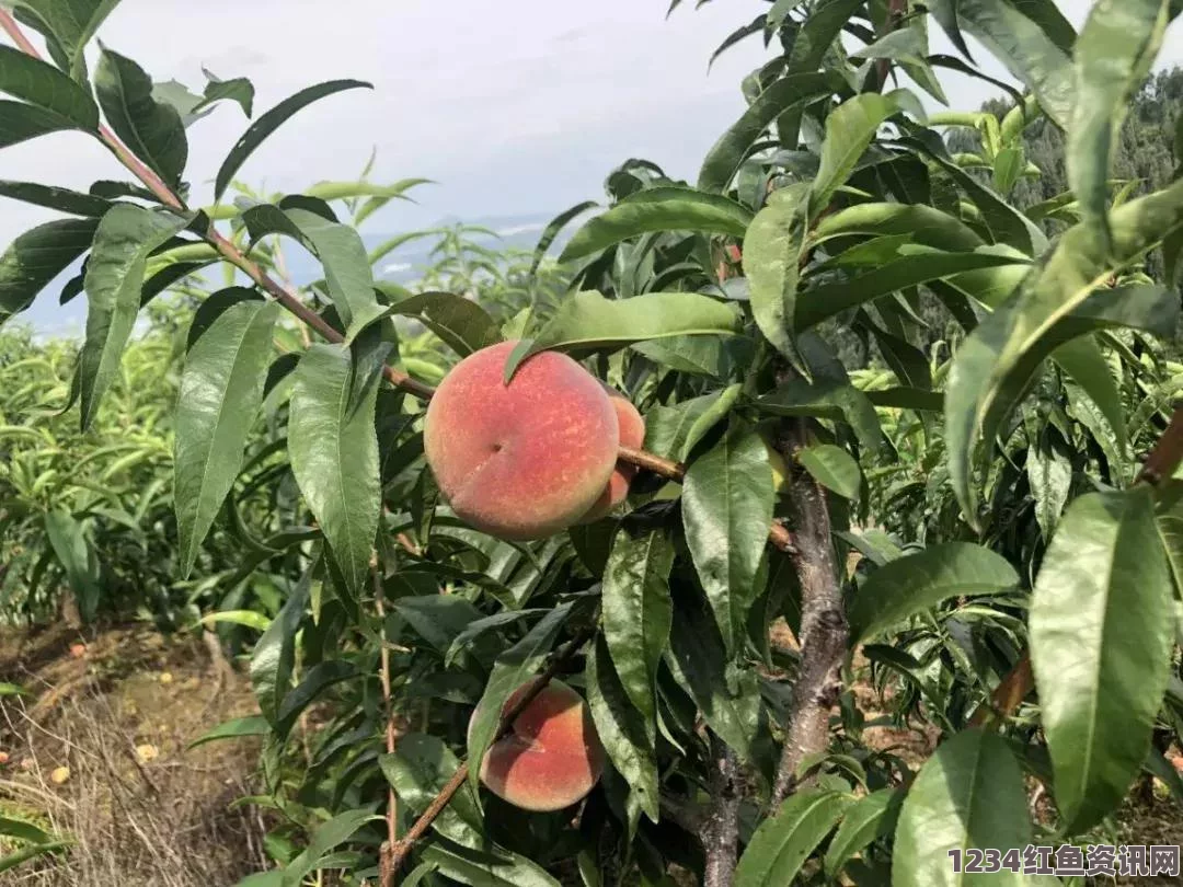 蜜桃国精产品在二三四区的市场如何？消费者如何选择适合自己的产品？