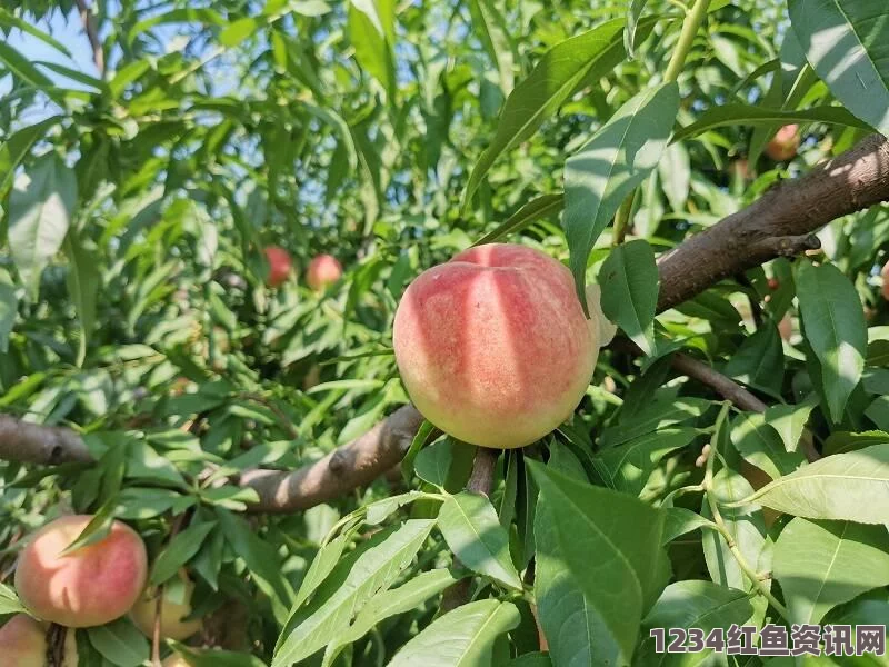 蜜桃国精产品在二三四区的市场如何？消费者如何选择适合自己的产品？