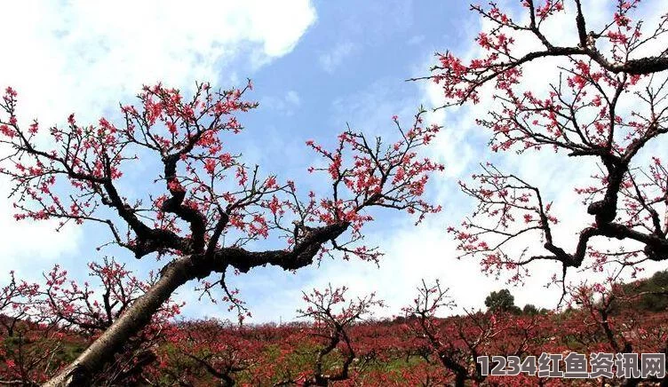 蜜汁肉桃：一道美味诱人的创意菜肴，轻松带给你满满幸福感