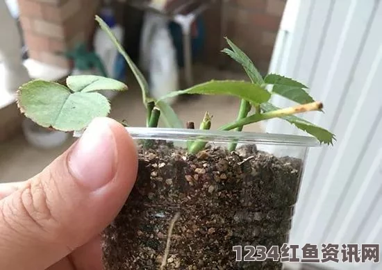 在床上的72种扦插方法：提升室内植物繁殖成功率的实用技巧