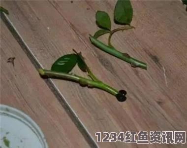 在床上进行扦插的72种方法：手把手教你打造绿意盎然的室内花园