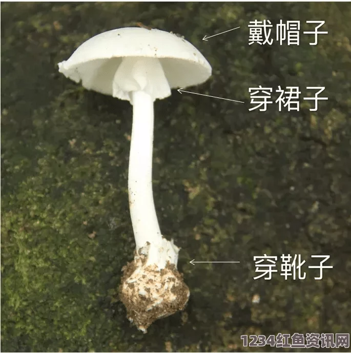 黑色圆形蘑菇头：揭开这种奇特蘑菇的神秘面纱，了解它的生长环境与食用价值