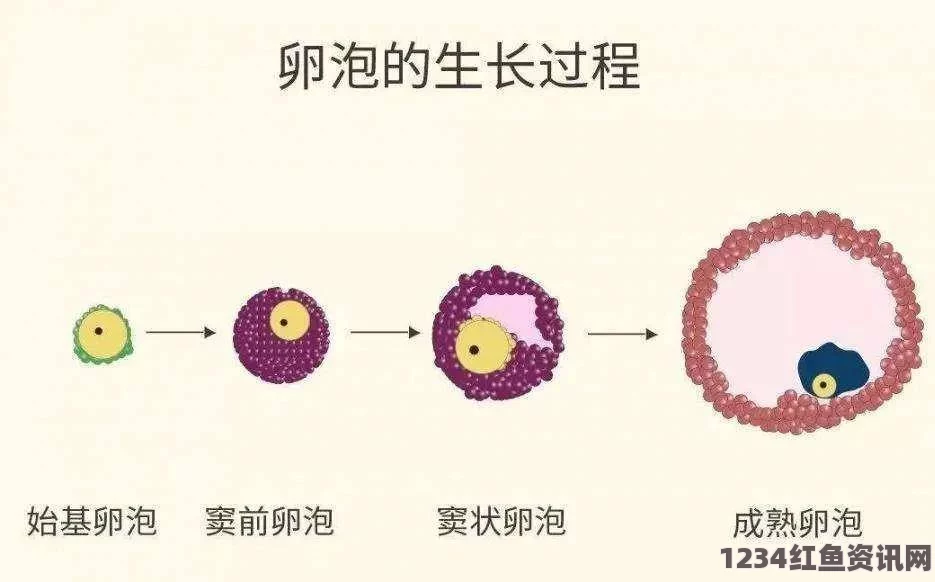 详细讲解如何怀孕的全过程，助你轻松备孕实现怀孕目标