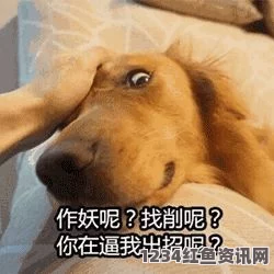 欧美黑吊大战白妞欧美大片狗狗配种后几天不疼的解决方法：如何有效缓解狗狗配种后的不适与疼痛